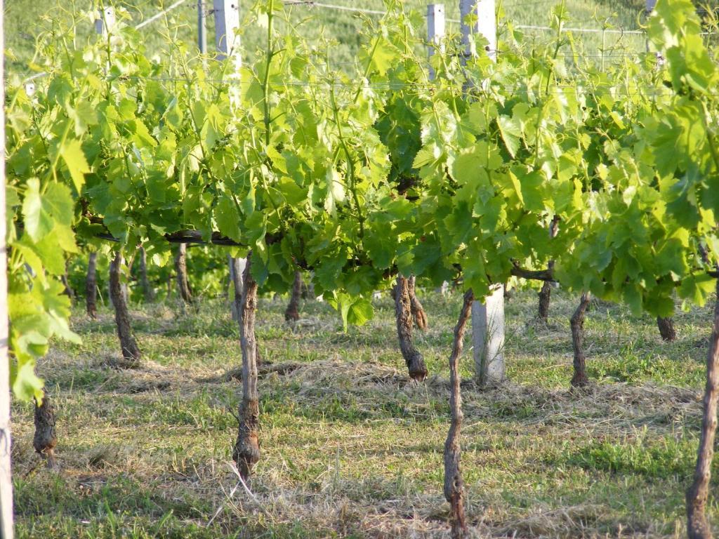 Tenuta Su Vrau Posada  Ngoại thất bức ảnh